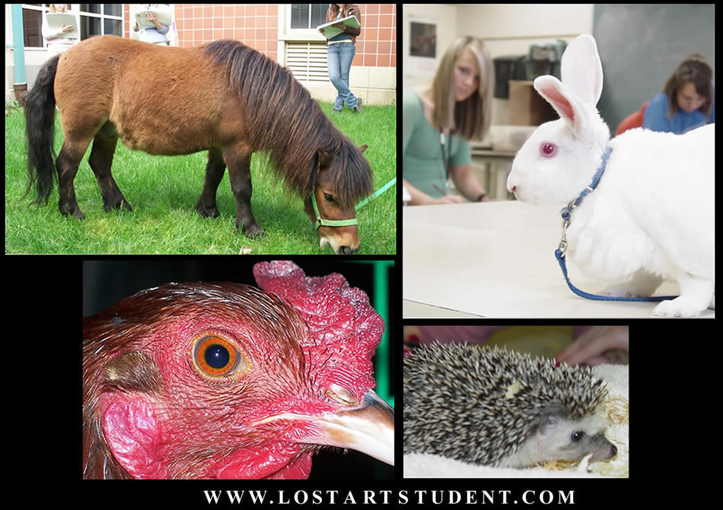 animals-lesson-drawings-students-teacher-chicken-horse-rabbit-art