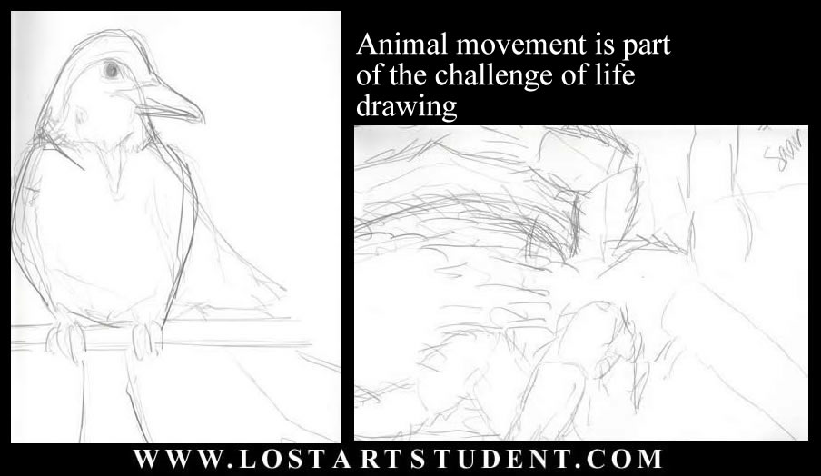 animal life drawing lesons