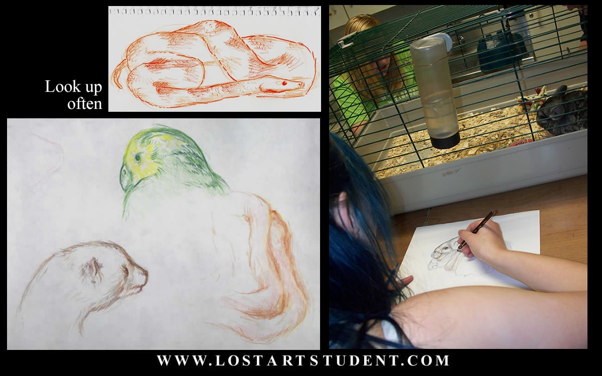 animal-life-drawing-lessons-students-lesson-teacher-drawings-birds-rabbits-