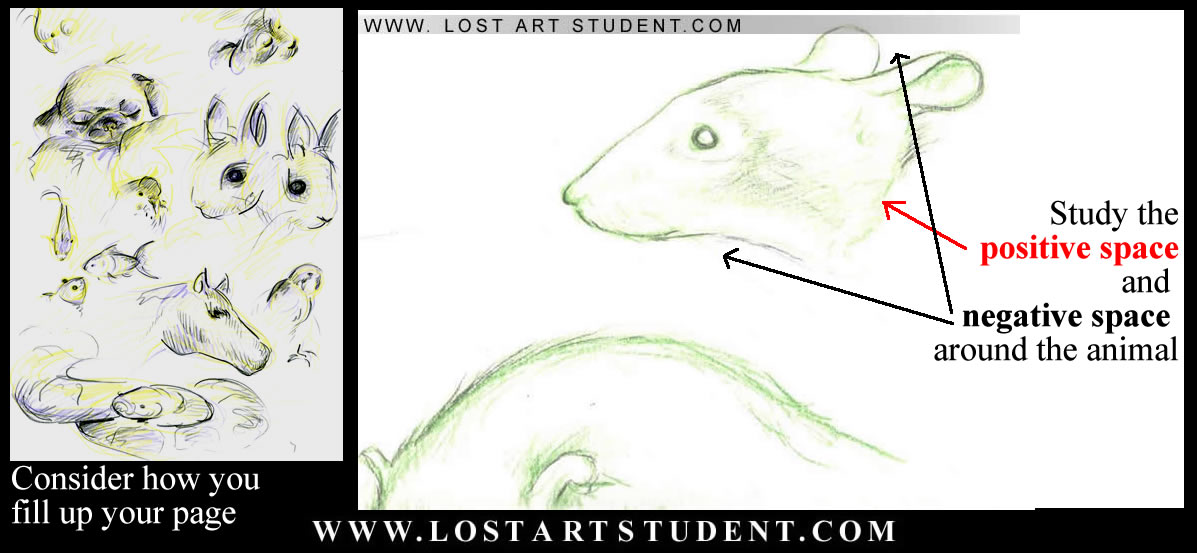 animal-life-lesson-drawings-student-rat-rabbit-drawings-