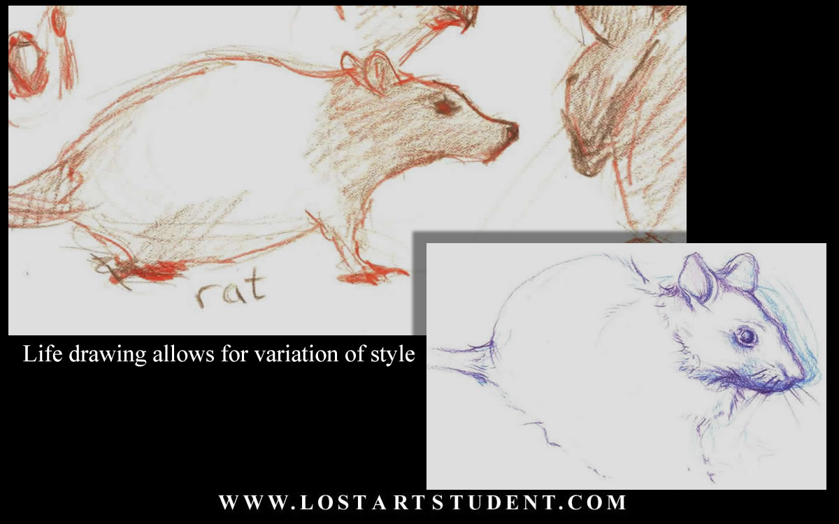 animal-life-lesson-drawings-rat-teachers-student-lesson