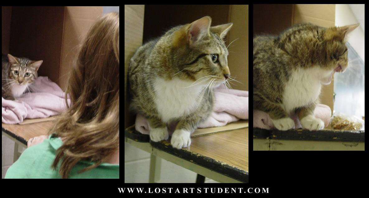 animal-life-drawings-lesson-cat-student-teacher-lesson