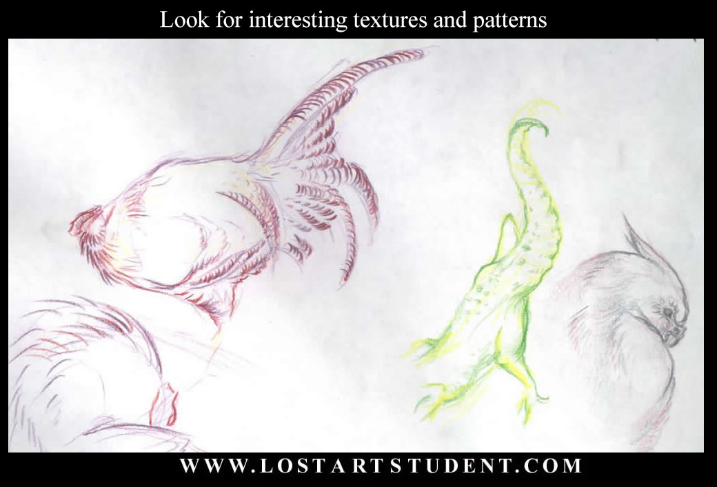 animal-life-lesson-drawings-student-teacher-bird-tails-student-bird