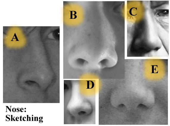 nose  portrait drawing